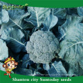 Suntoday catálogo de sementes de jardim vegetal F1 compra sementes orgânicas online heriloom sementes de brócolis (A42001)